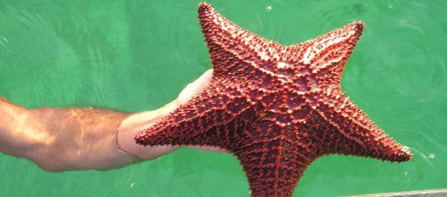 Starfish Bahamas